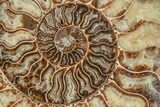 Agatized, Cut & Polished Ammonite Fossil - Madagasar #191584-3